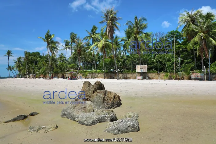 : Tropical palm tree beach at Hua Hin, Thailand : Tropical palm tree beach at Hua Hin, Thailand