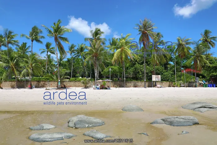 : Tropical palm tree beach at Hua Hin, Thailand : Tropical palm tree beach at Hua Hin, Thailand