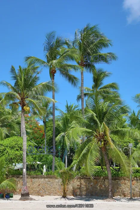 : Tropical palm tree beach at Hua Hin, Thailand : Tropical palm tree beach at Hua Hin, Thailand