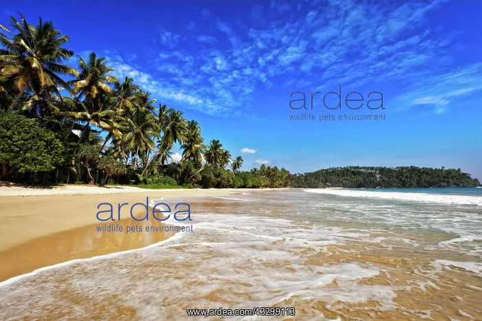 : Tropical paradise idyllic beach. Sri Lanka : Tropical paradise idyllic beach. Sri Lanka