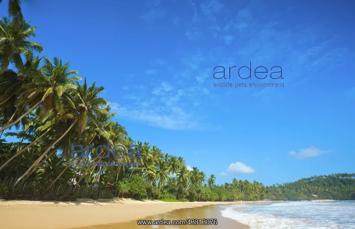 : Tropical paradise idyllic beach Sri Lanka : Tropical paradise idyllic beach Sri Lanka