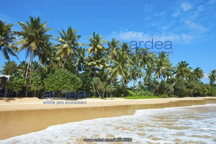 : Tropical paradise idyllic beach Sri Lanka : Tropical paradise idyllic beach Sri Lanka