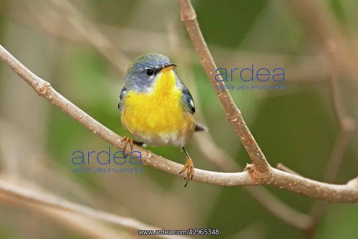 : Tropical Parula : Tropical Parula