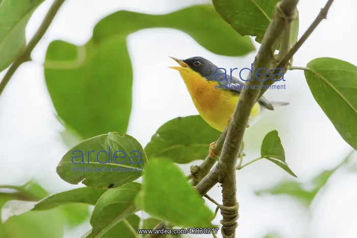 : Tropical Parula : Tropical Parula