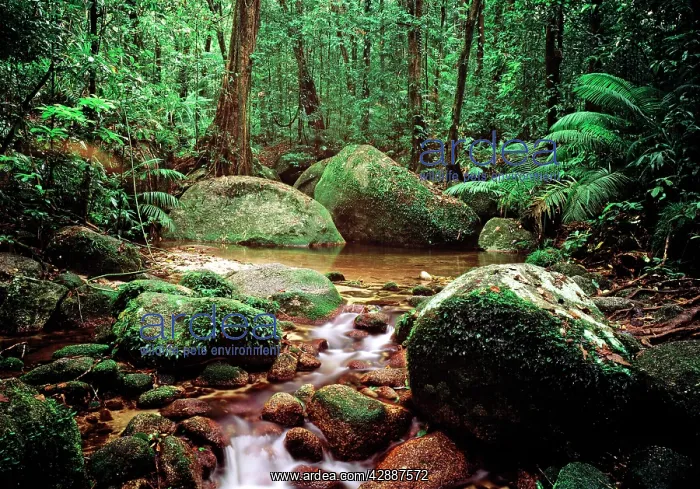  : Tropical Rainforest