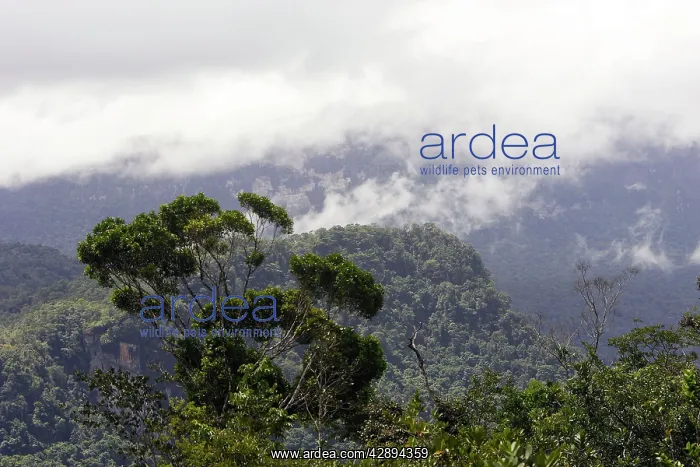 : Tropical Rainforest : Tropical Rainforest