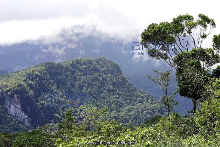: Tropical Rainforest : Tropical Rainforest