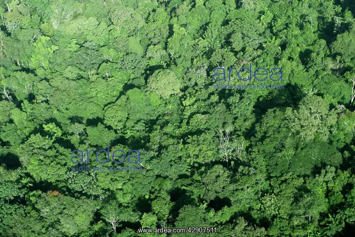 : Tropical Rainforest : Tropical Rainforest