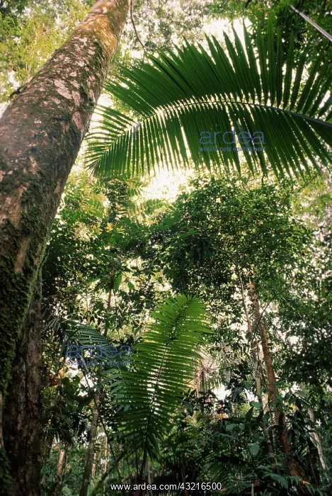 : Tropical Rainforest : Tropical Rainforest