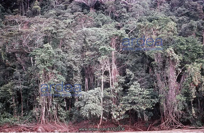 : TROPICAL RAINFOREST : TROPICAL RAINFOREST