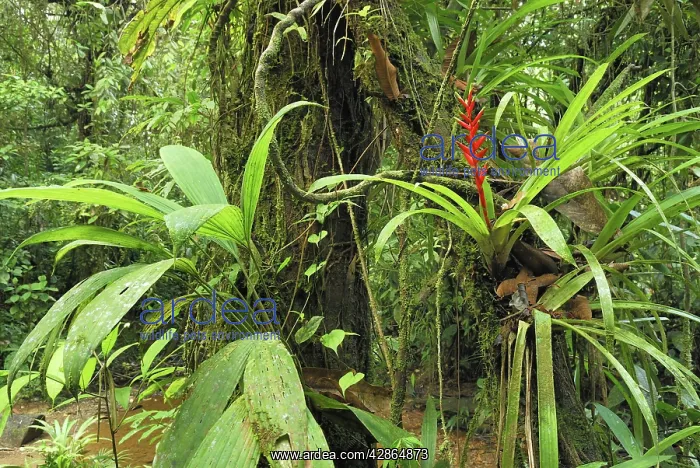 : Tropical rainforest with bromeliad : Tropical rainforest with bromeliad