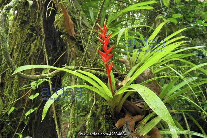 : Tropical rainforest with bromeliad : Tropical rainforest with bromeliad