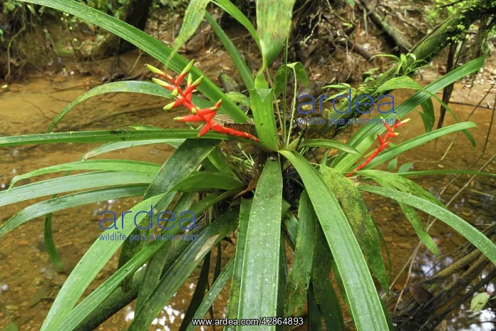 : Tropical rainforest with bromeliad : Tropical rainforest with bromeliad