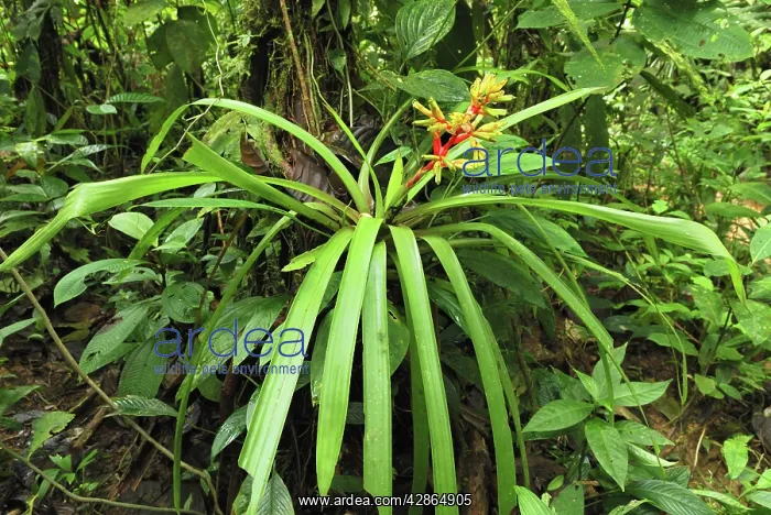 : Tropical rainforest with bromeliad : Tropical rainforest with bromeliad