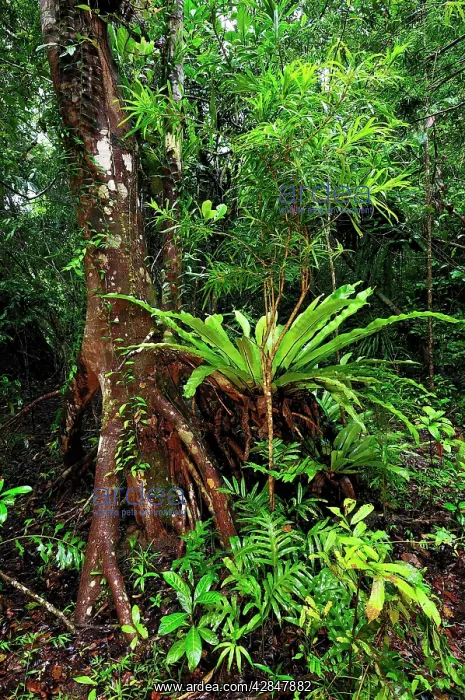 : Tropical rainforest with buttress root and Bird's Nest Fern : Tropical rainforest with buttress root and Bird's Nest Fern