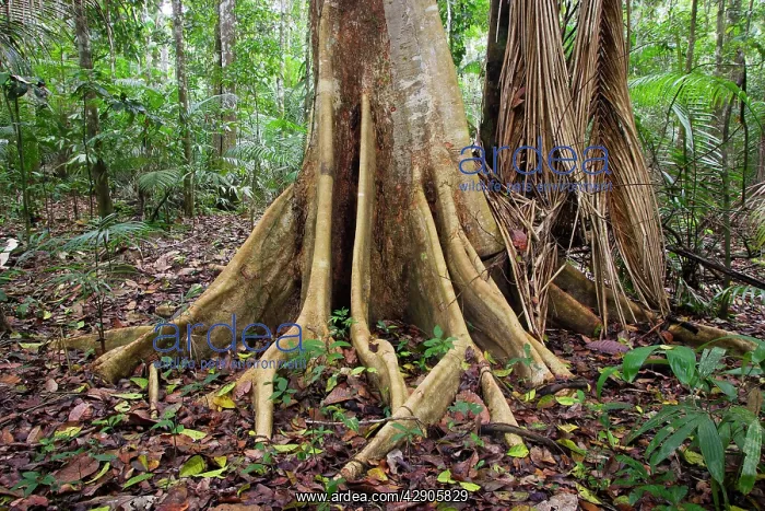 : Tropical Rainforest - buttress roots on tree upstream : Tropical Rainforest - buttress roots on tree upstream