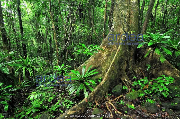 : Tropical rainforest with buttress tree : Tropical rainforest with buttress tree