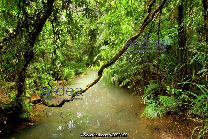 : Tropical Rainforest - a calm creek meanders through : Tropical Rainforest - a calm creek meanders through