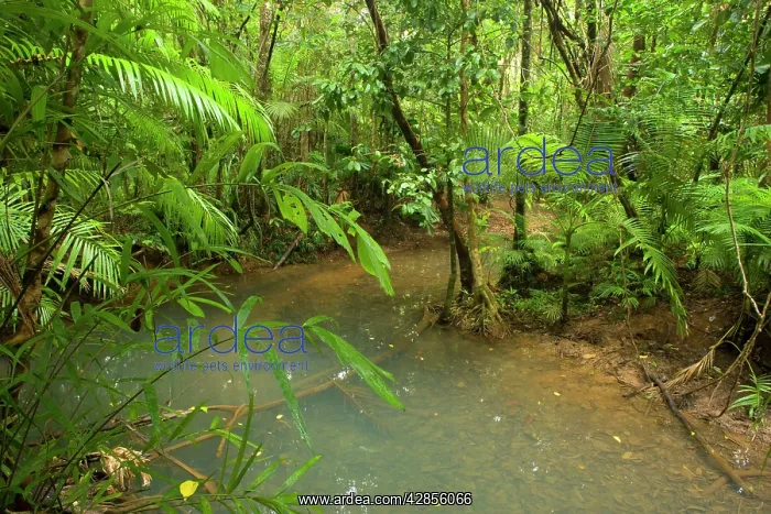 : Tropical Rainforest - a calm creek meanders through : Tropical Rainforest - a calm creek meanders through