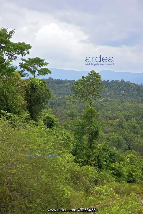 : Tropical rainforest, Cardamom Mountains : Tropical rainforest, Cardamom Mountains