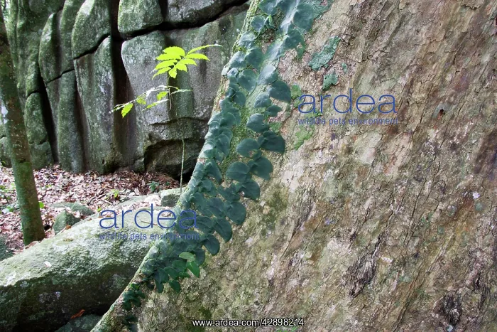 : Tropical Rainforest - close-up of tree : Tropical Rainforest - close-up of tree