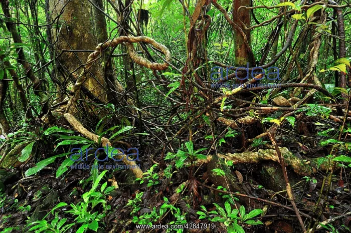 : Tropical rainforest with liana or vine : Tropical rainforest with liana or vine