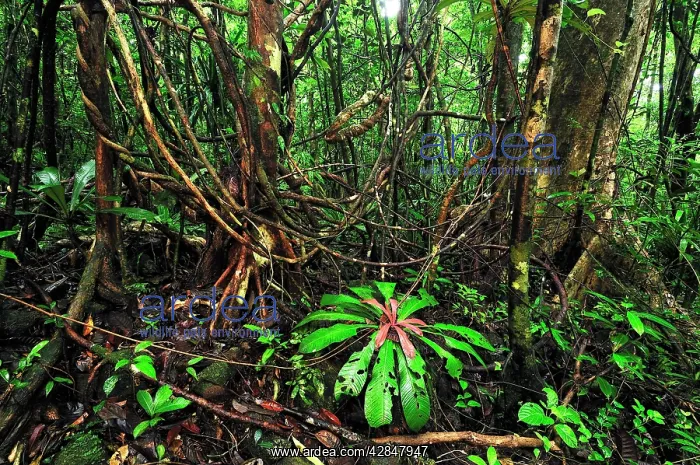 : Tropical rainforest with liana or vine : Tropical rainforest with liana or vine
