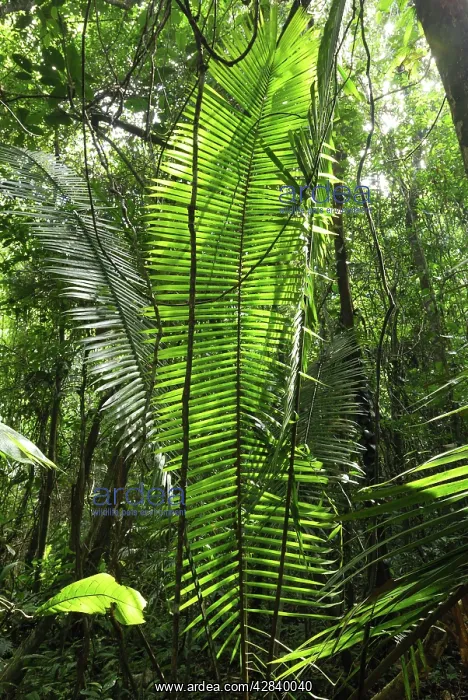 : Tropical rainforest with lianas