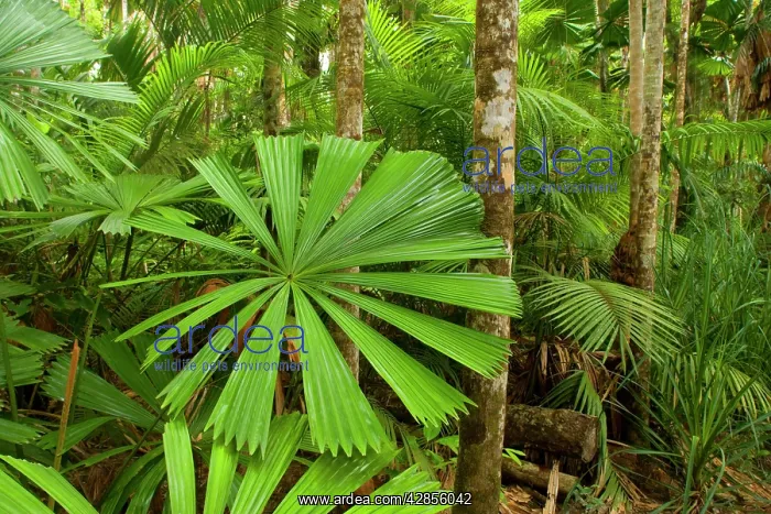  : Tropical rainforest - with lots of beautiful Licuala