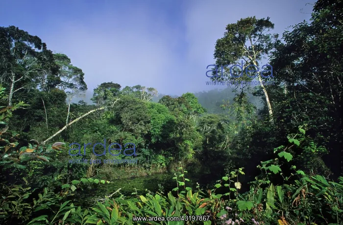 : Tropical Rainforest, Perinet, Madagascar, Africa : Tropical Rainforest, Perinet, Madagascar, Africa