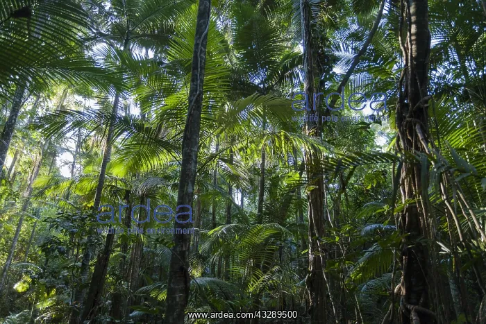 : Tropical rainforest Queensland, Australia, Nort : Tropical rainforest Queensland, Australia, Nort