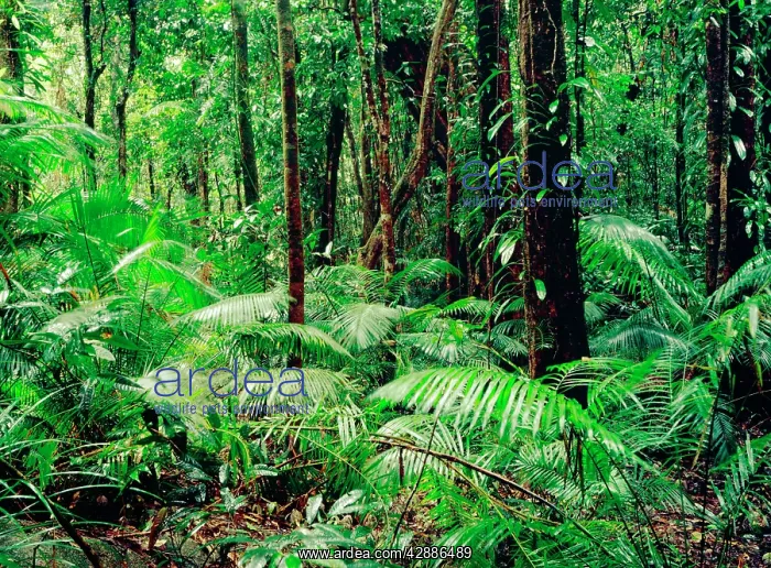 : Tropical rainforest during rain Daintree National Park
