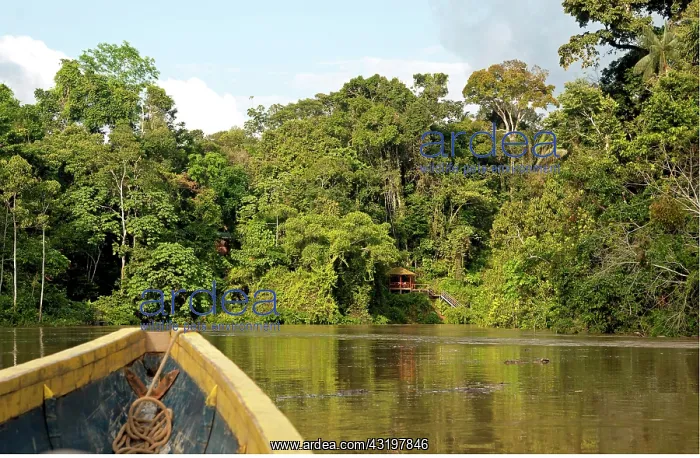 : Tropical rainforest on the Tiputini river, bow : Tropical rainforest on the Tiputini river, bow