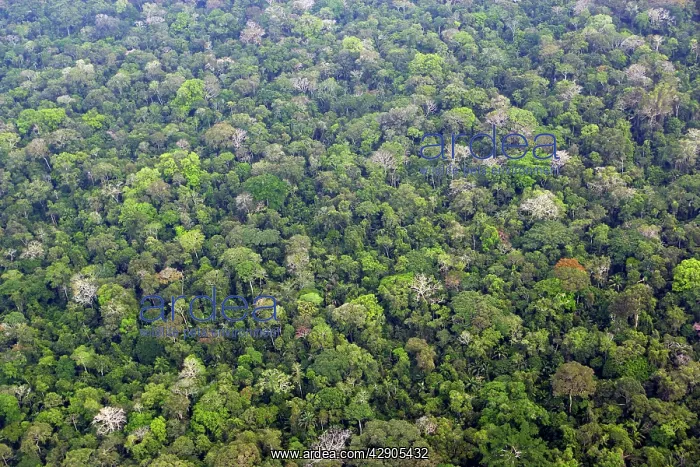  : Tropical Rainforest - upstream from Puerto Maldonado