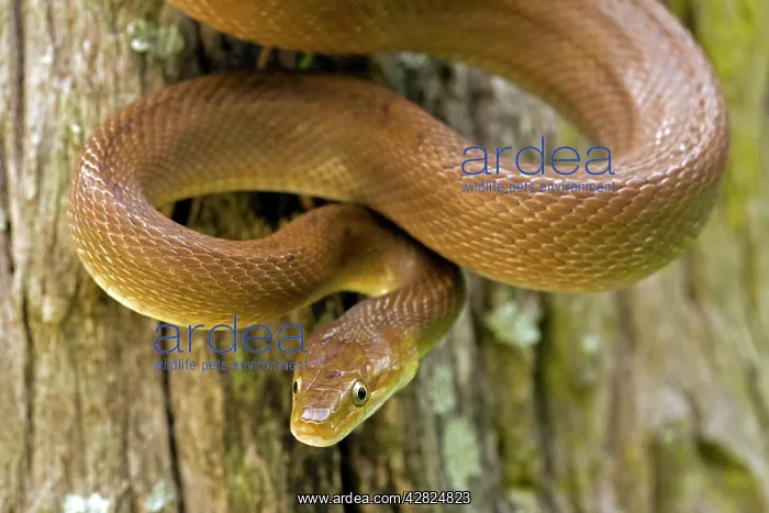 : Tropical Rat Snake - constrictor : Tropical Rat Snake - constrictor