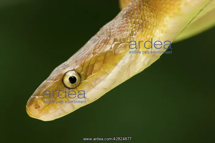: Tropical Rat Snake - constrictor : Tropical Rat Snake - constrictor