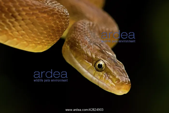 : Tropical Rat Snake - constrictor : Tropical Rat Snake - constrictor
