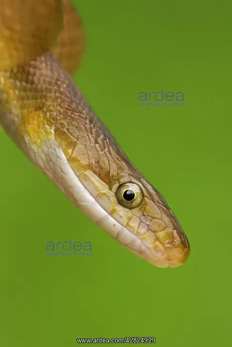 : Tropical Rat Snake - constrictor : Tropical Rat Snake - constrictor