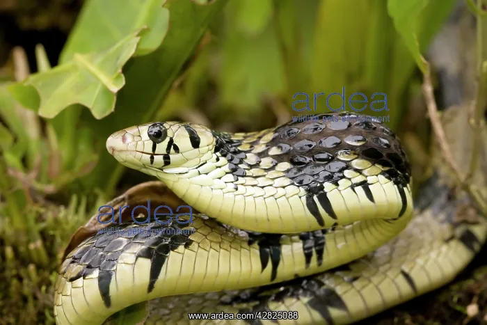 : Tropical Rat Snake - defensive display - tropical : Tropical Rat Snake - defensive display - tropical