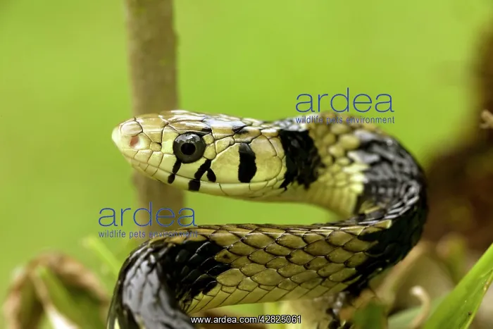 : Tropical Rat Snake - tropical rainforest : Tropical Rat Snake - tropical rainforest
