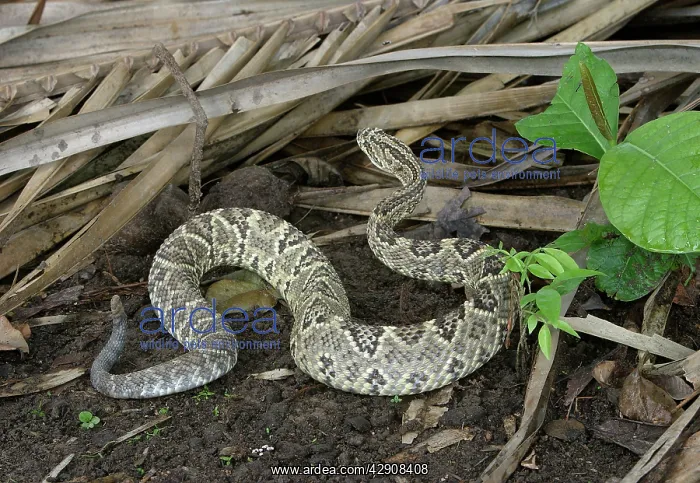 : Tropical RATTLESNAKE : Tropical RATTLESNAKE