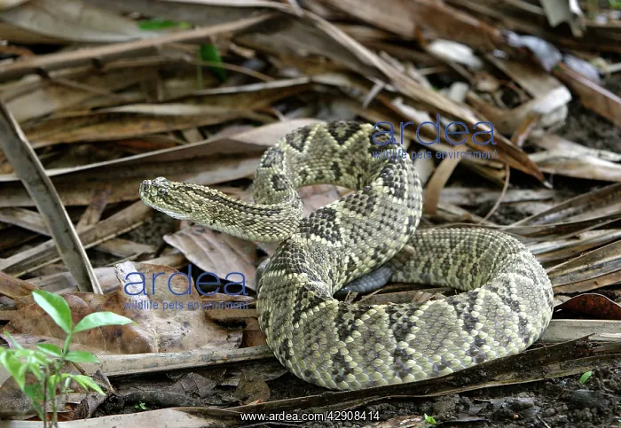 : Tropical RATTLESNAKE : Tropical RATTLESNAKE