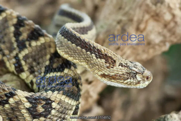 : Tropical Rattlesnake : Tropical Rattlesnake