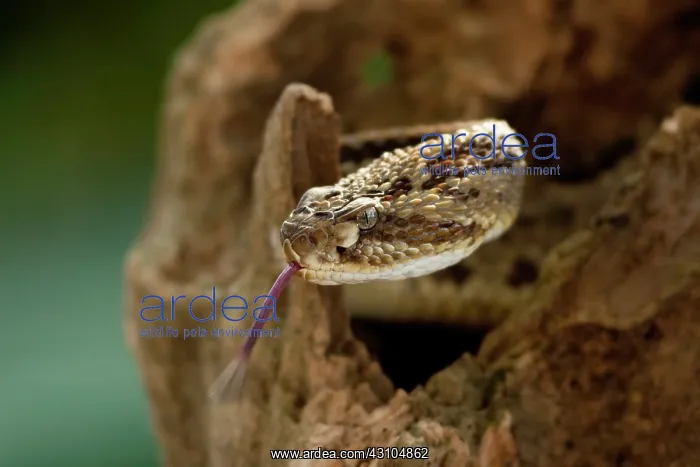 : Tropical Rattlesnake : Tropical Rattlesnake