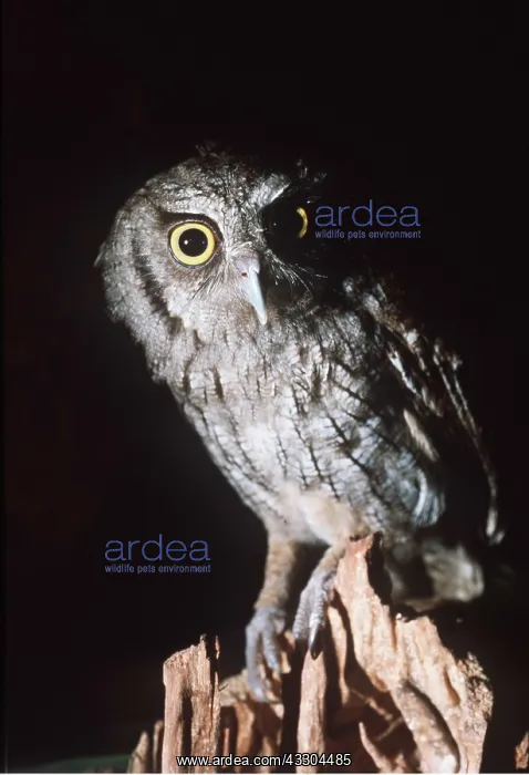 : TROPICAL SCREECH OWL : TROPICAL SCREECH OWL