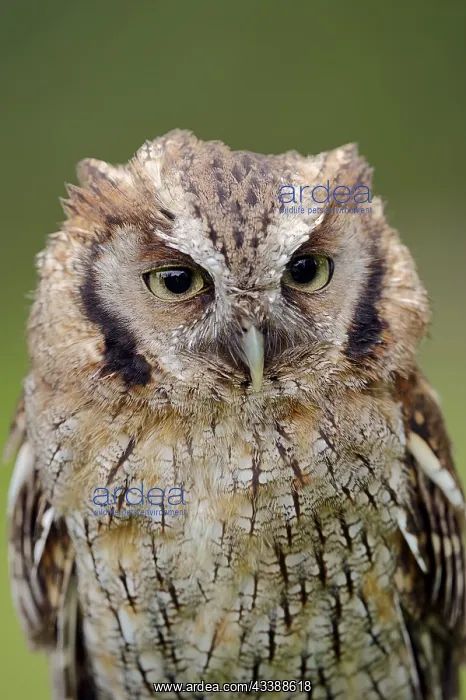 : Tropical screech owl or Choliba screech owl (Megascops : Tropical screech owl or Choliba screech owl (Megascops