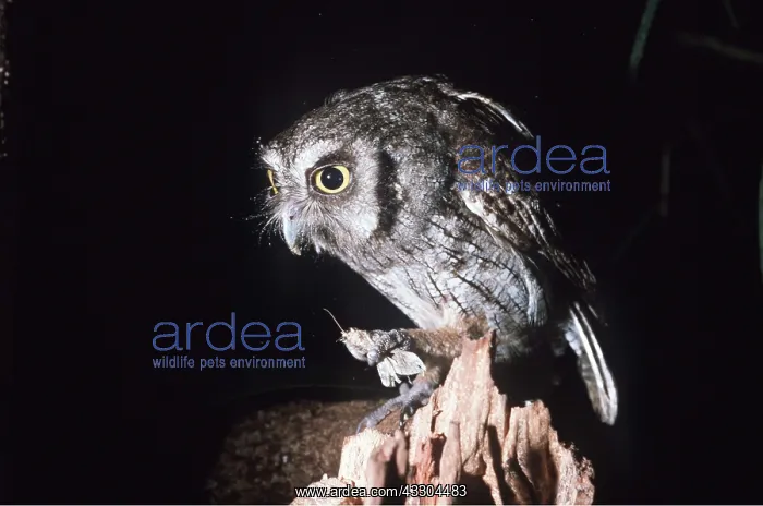: TROPICAL SCREECH OWL - eating moth : TROPICAL SCREECH OWL - eating moth