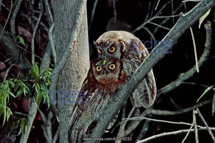 : Tropical Screech-owls with grasshopper prey : Tropical Screech-owls with grasshopper prey