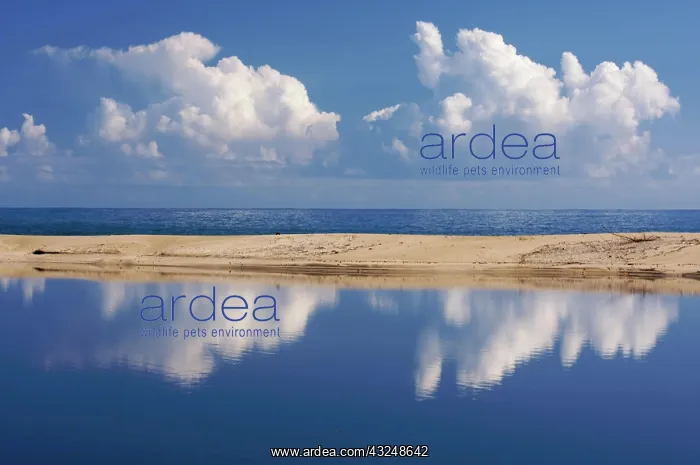: Tropical shoreline with clouds on kauai, hawaii : Tropical shoreline with clouds on kauai, hawaii