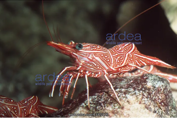 : TROPICAL SHRIMPS - ON ROCK : TROPICAL SHRIMPS - ON ROCK